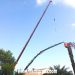 Poda y retirada de palmera seca con gr�a
