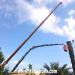 Poda y retirada de palmera seca con gr�a