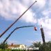 Poda y retirada de palmera seca con gr�a