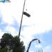 Poda y retirada de palmera seca con gr�a