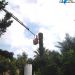Poda y retirada de palmera seca con gr�a