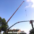 Poda y retirada de palmera seca con gr�a